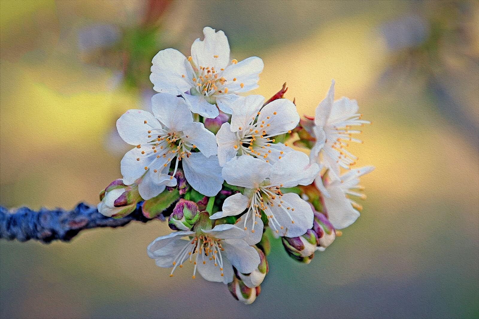 Бесплатное фото Лепестки вишни