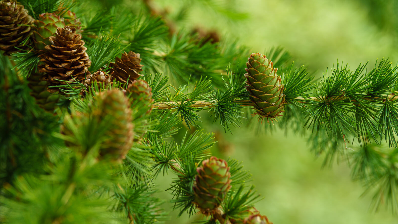 Wallpapers Larch a coniferous plant family Pinaceae branches on the desktop