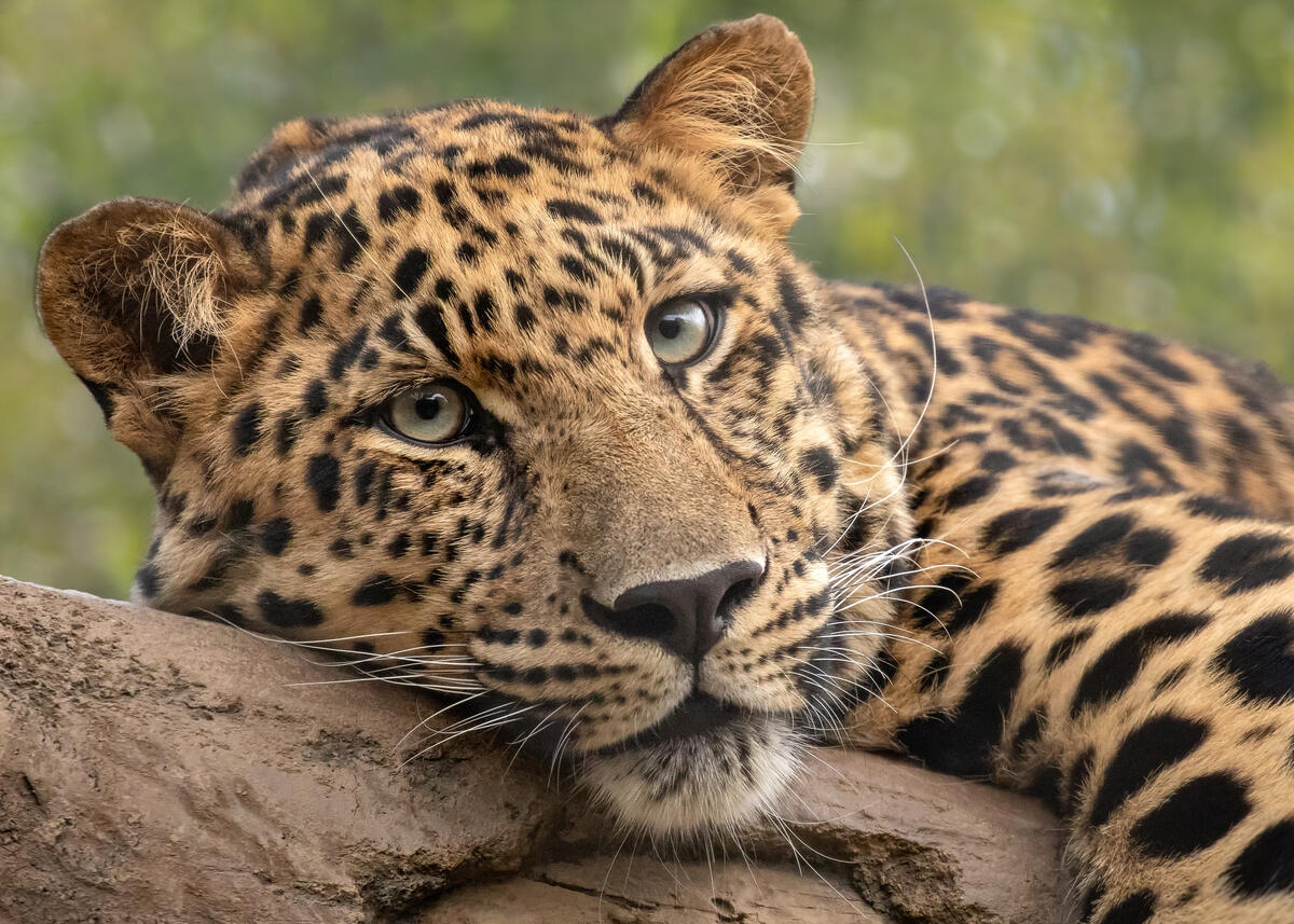Tired leopard