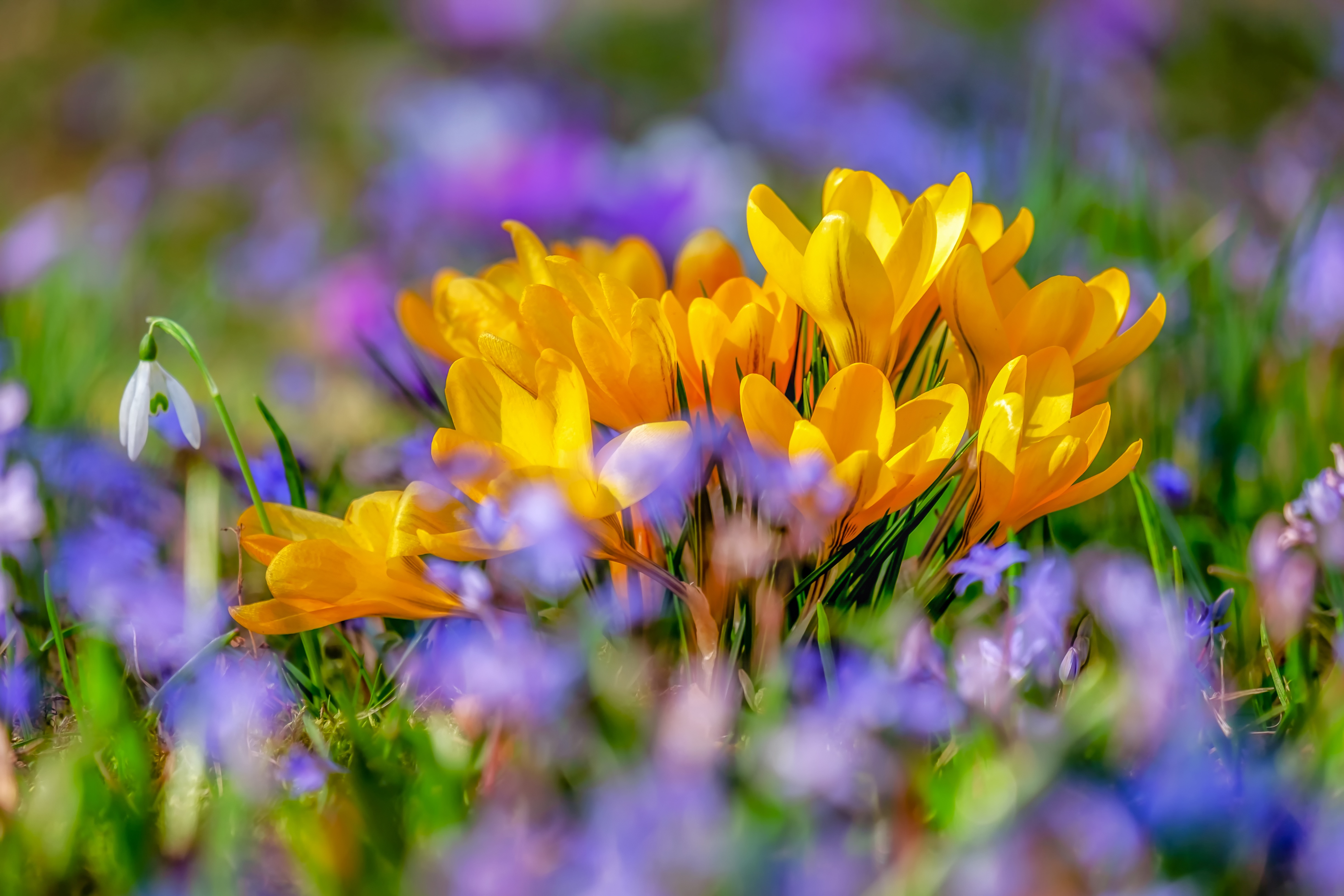 Фото бесплатно весна, цветы, желтая