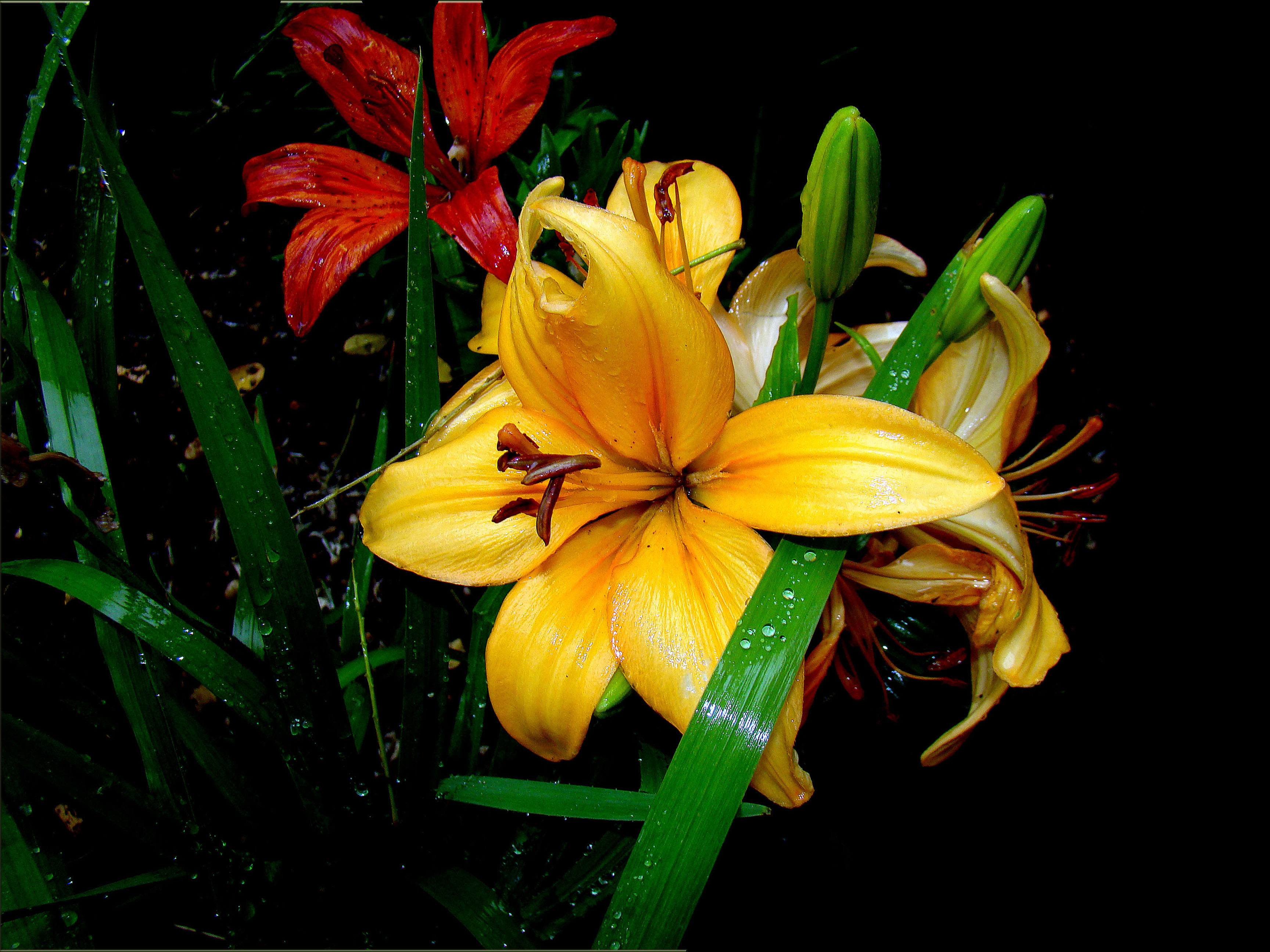 Фото бесплатно флора, растения, лилии