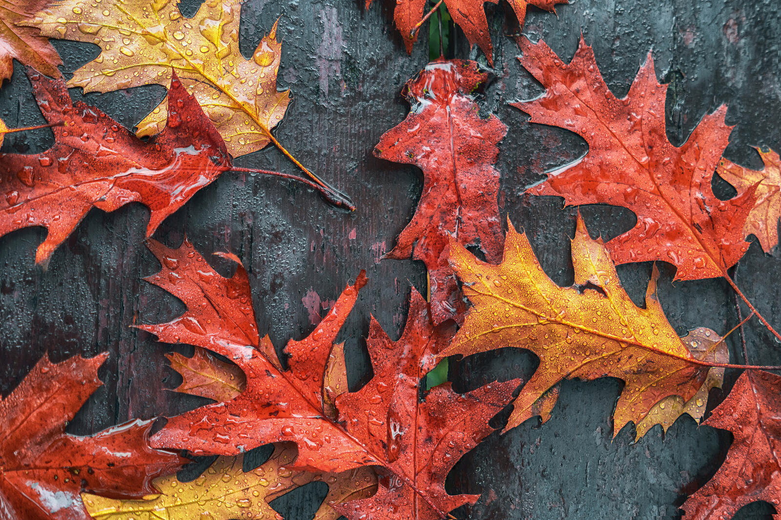 Wallpapers autumn colors drops of rain autumn on the desktop