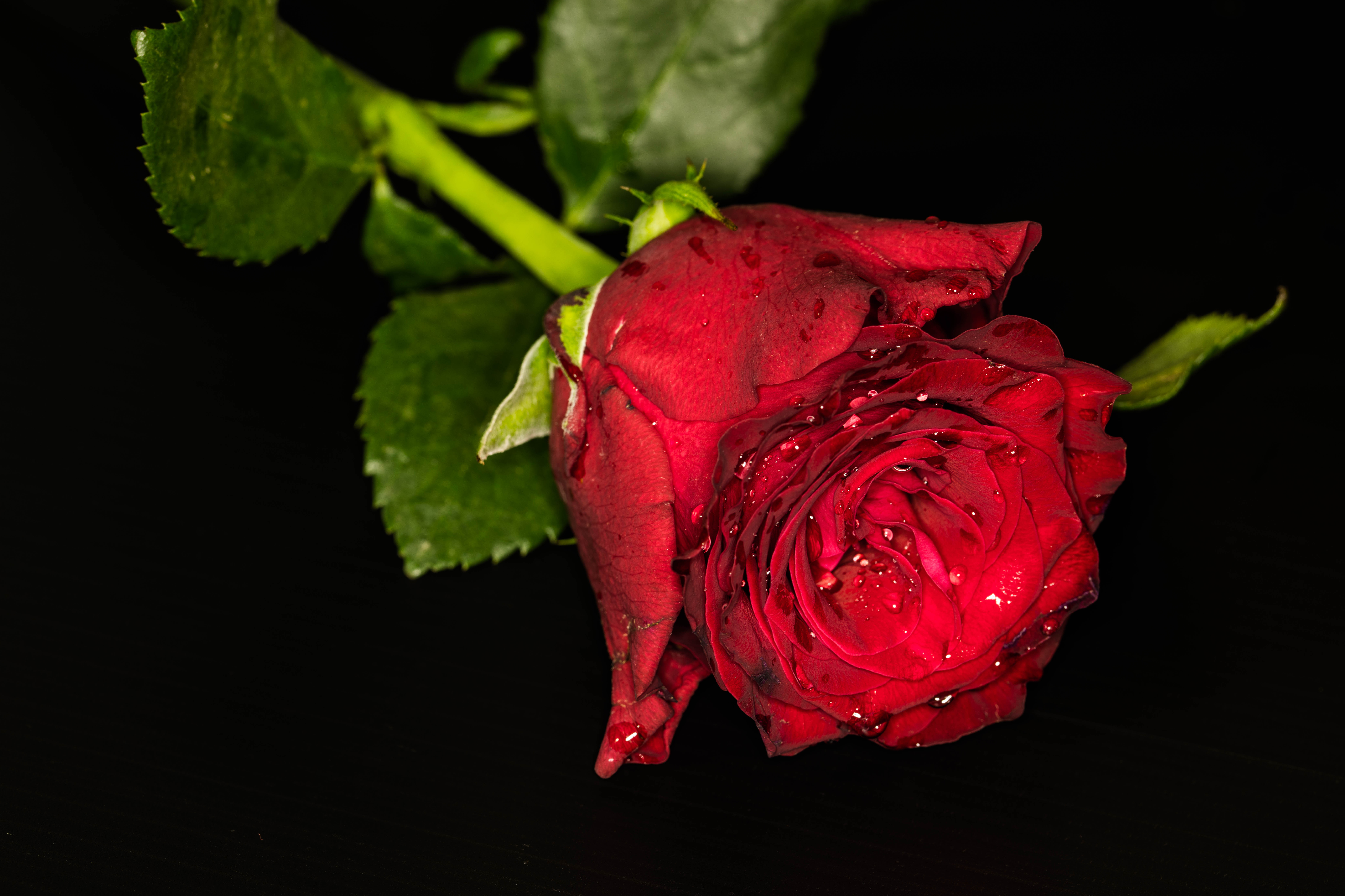 Фото бесплатно красный бутон, капли воды, розы