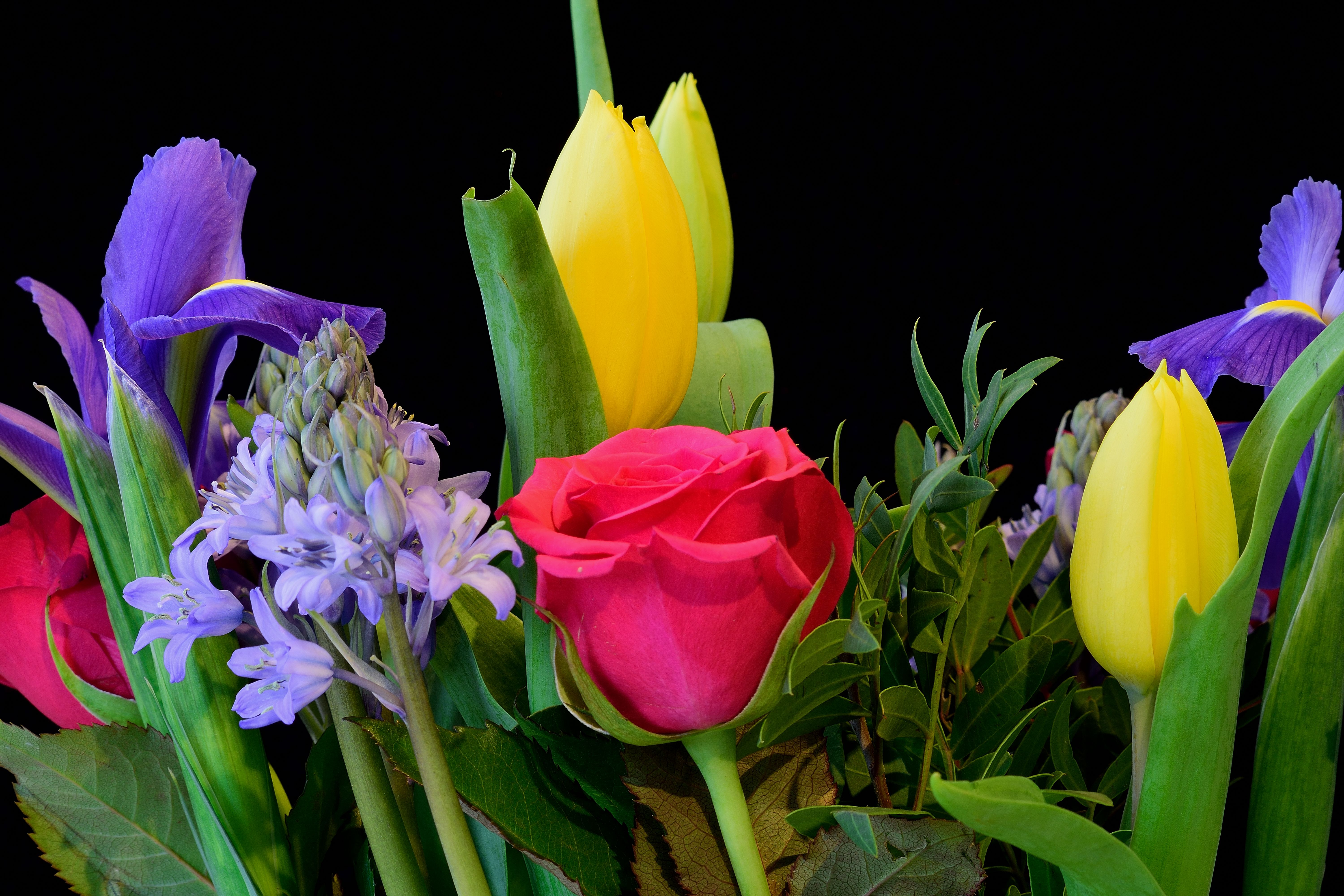 Обои розы тюльпаны лепестки на рабочий стол