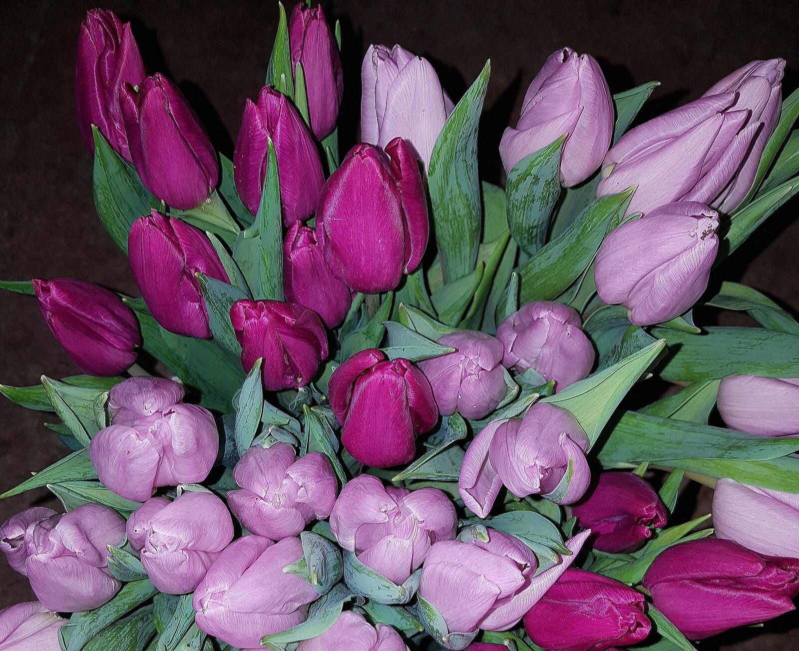 Обои цветы тюльпан флора на рабочий стол