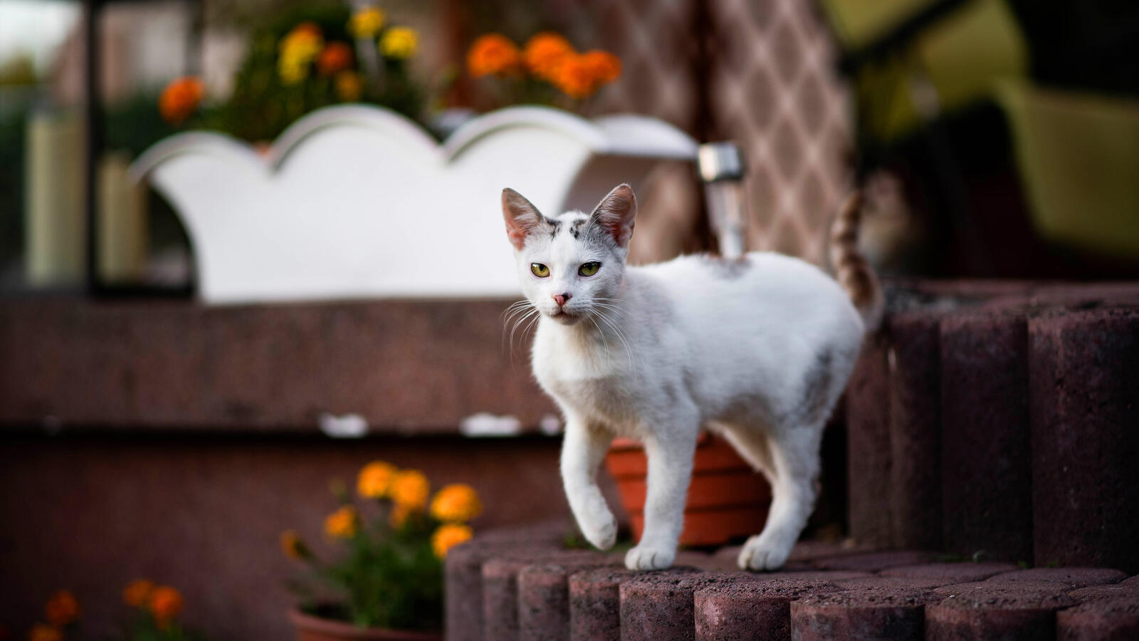 Бесплатное фото Подросший котёнок в саду
