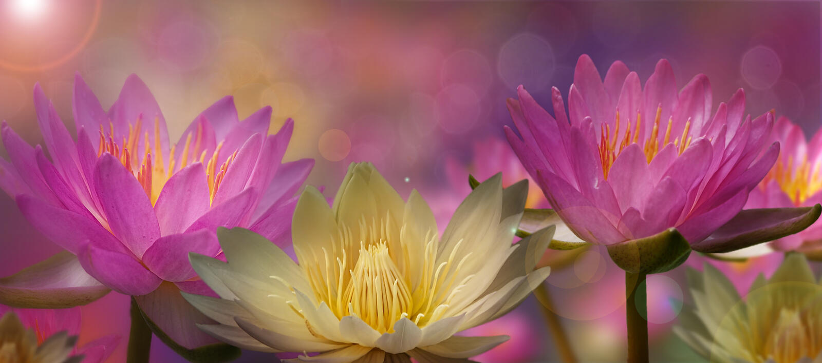 Wallpapers lotuses panorama water lily on the desktop