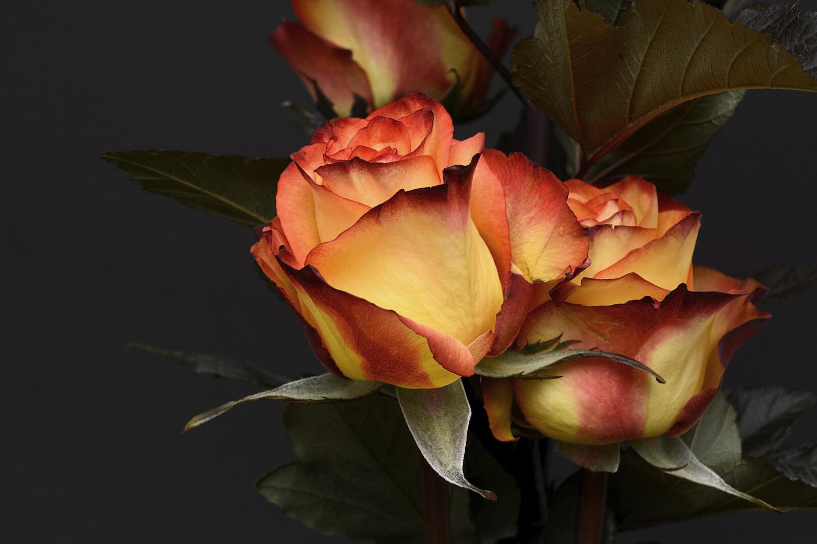 Обои цветочная композиция роза желтая роза на рабочий стол