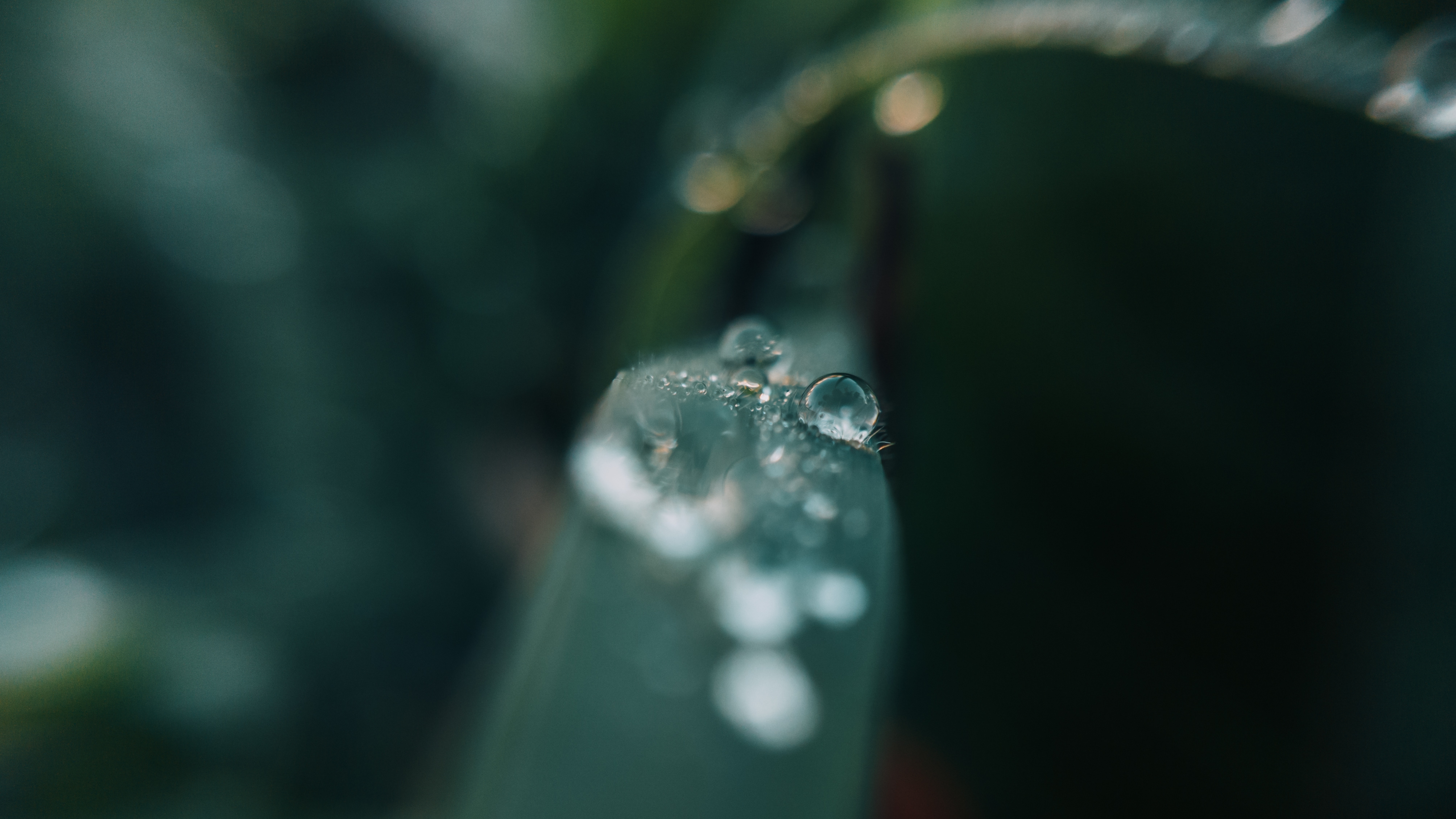 Фото бесплатно капли воды, размытый фон, капли дождя