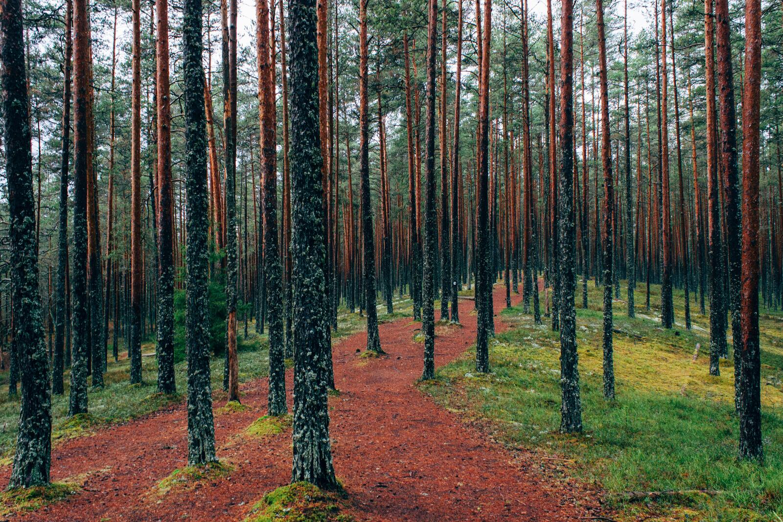 Бесплатное фото Редкий хвойный лес