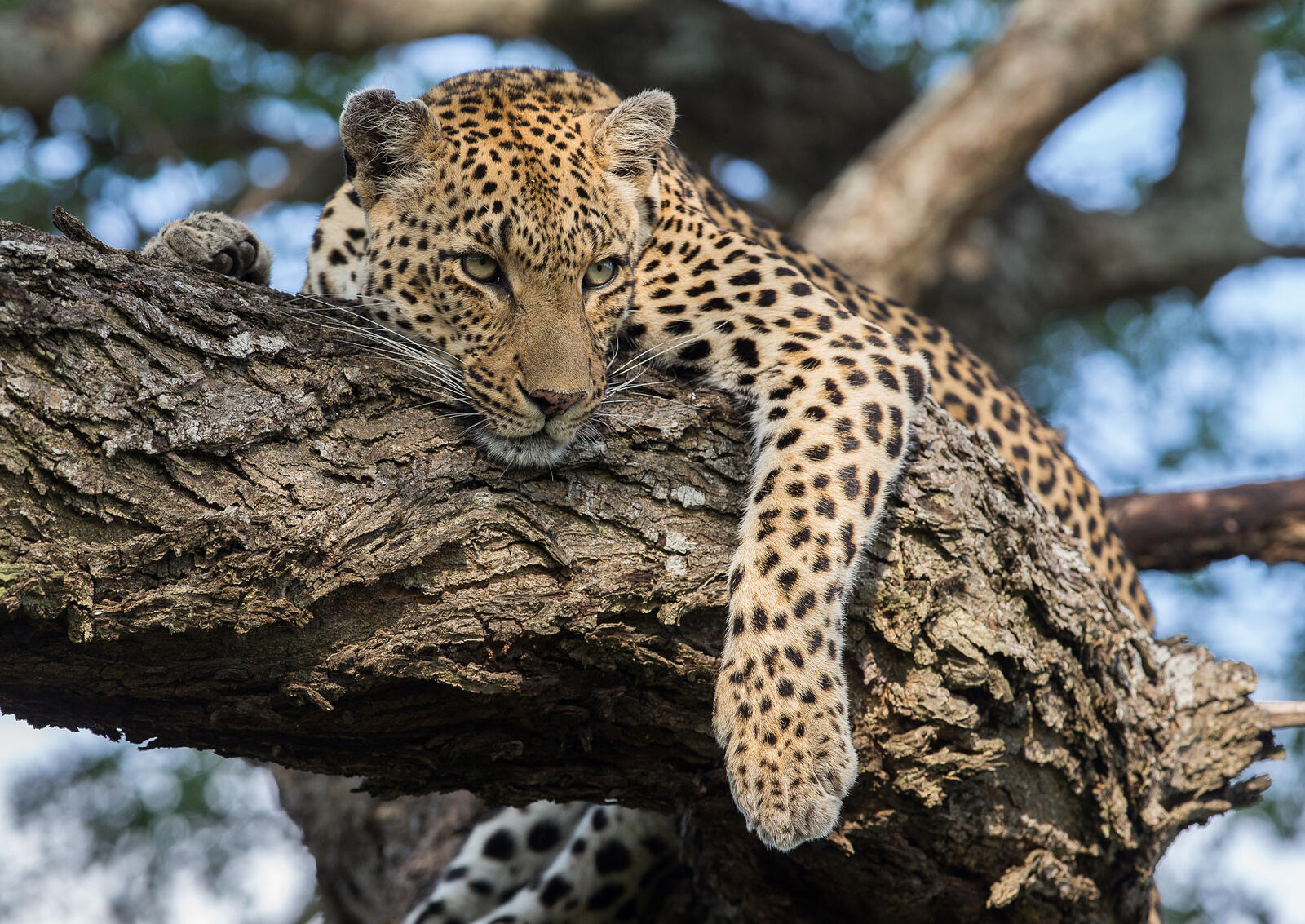 Бесплатное фото Скачать леопарда