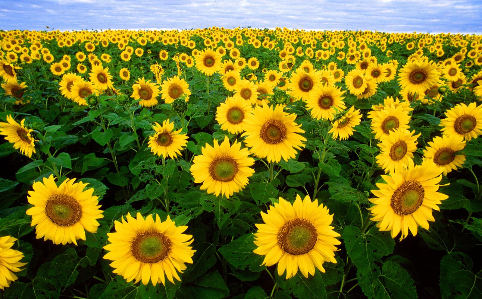 Wallpapers flowers field sunflower on the desktop