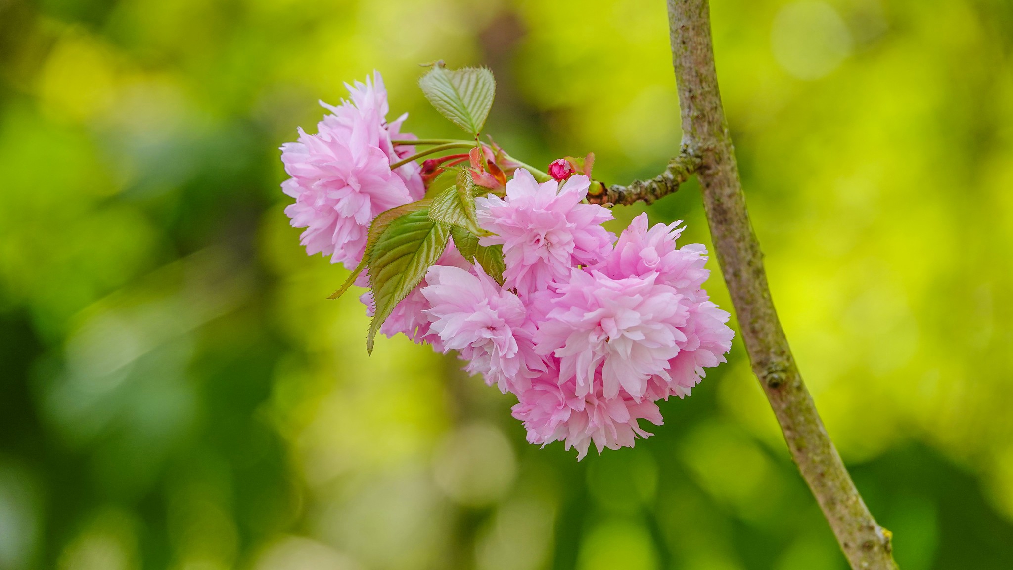 Cherry branch with flowers · free photo