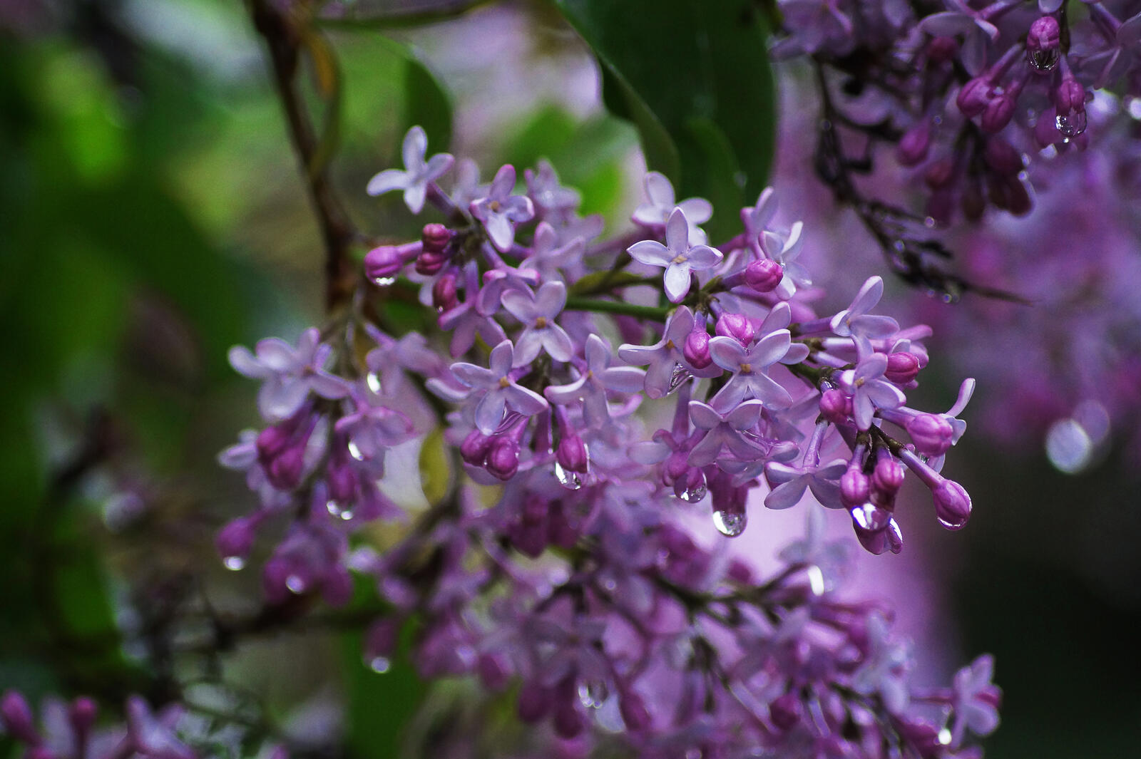 Wallpapers flora drops lilac on the desktop
