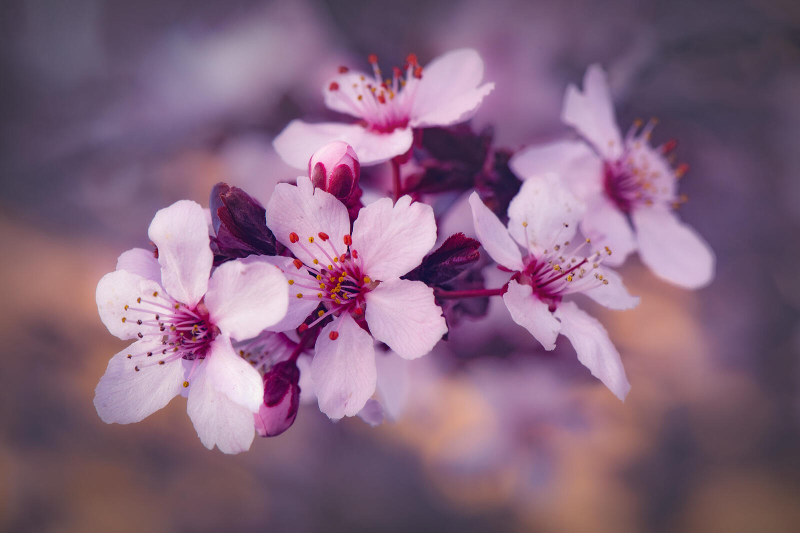Wallpapers branch Cherry Blossoms spring on the desktop