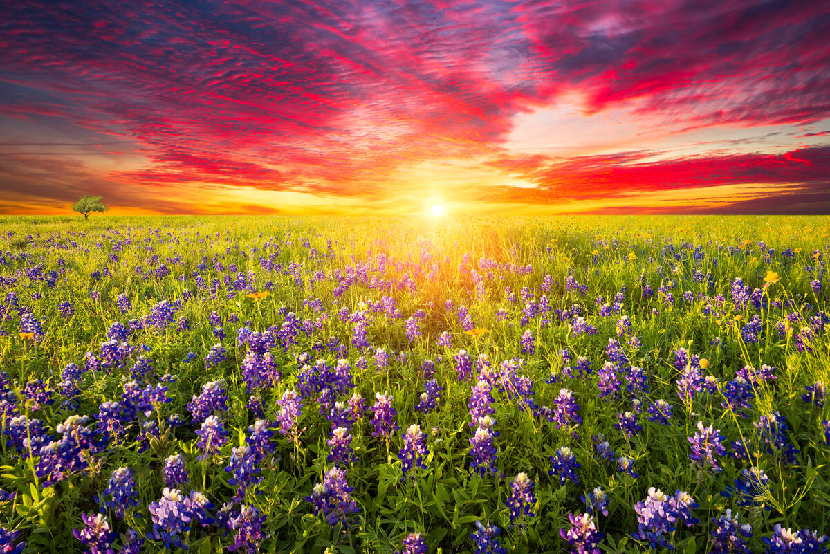 Colorful sunset on a field of lupine