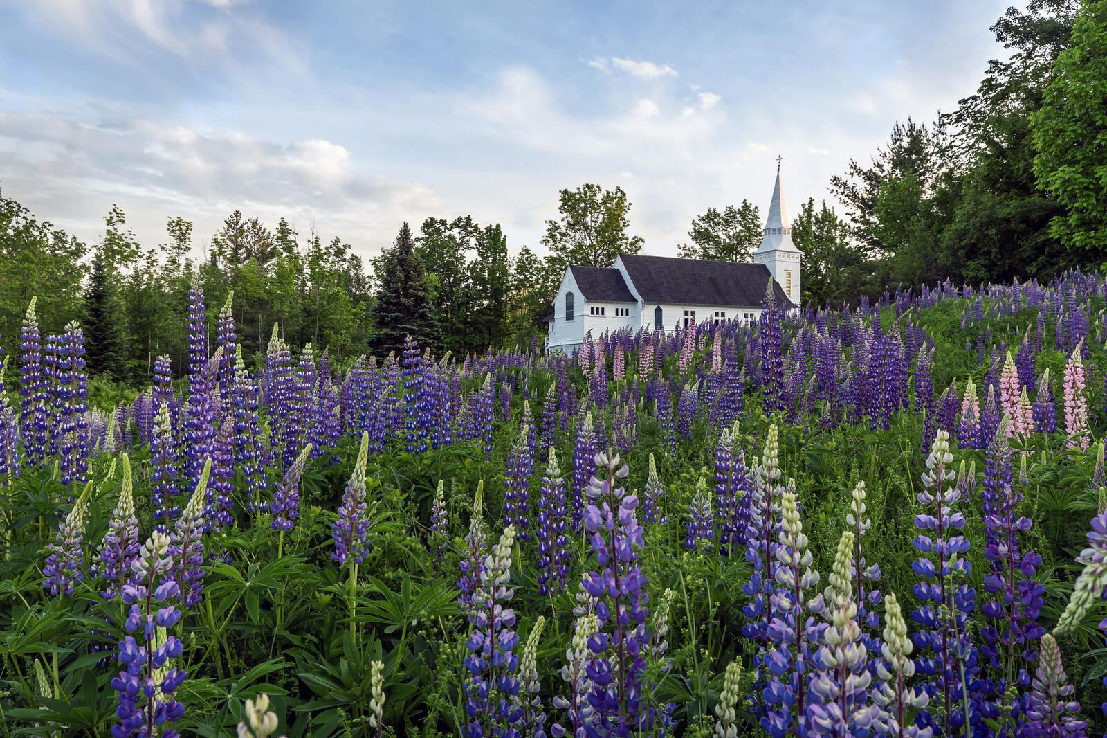 Wallpapers Photo of field of lupine near the chapel of St Matthew in the city of Sagar hill state of new Hampshire field lupine on the desktop