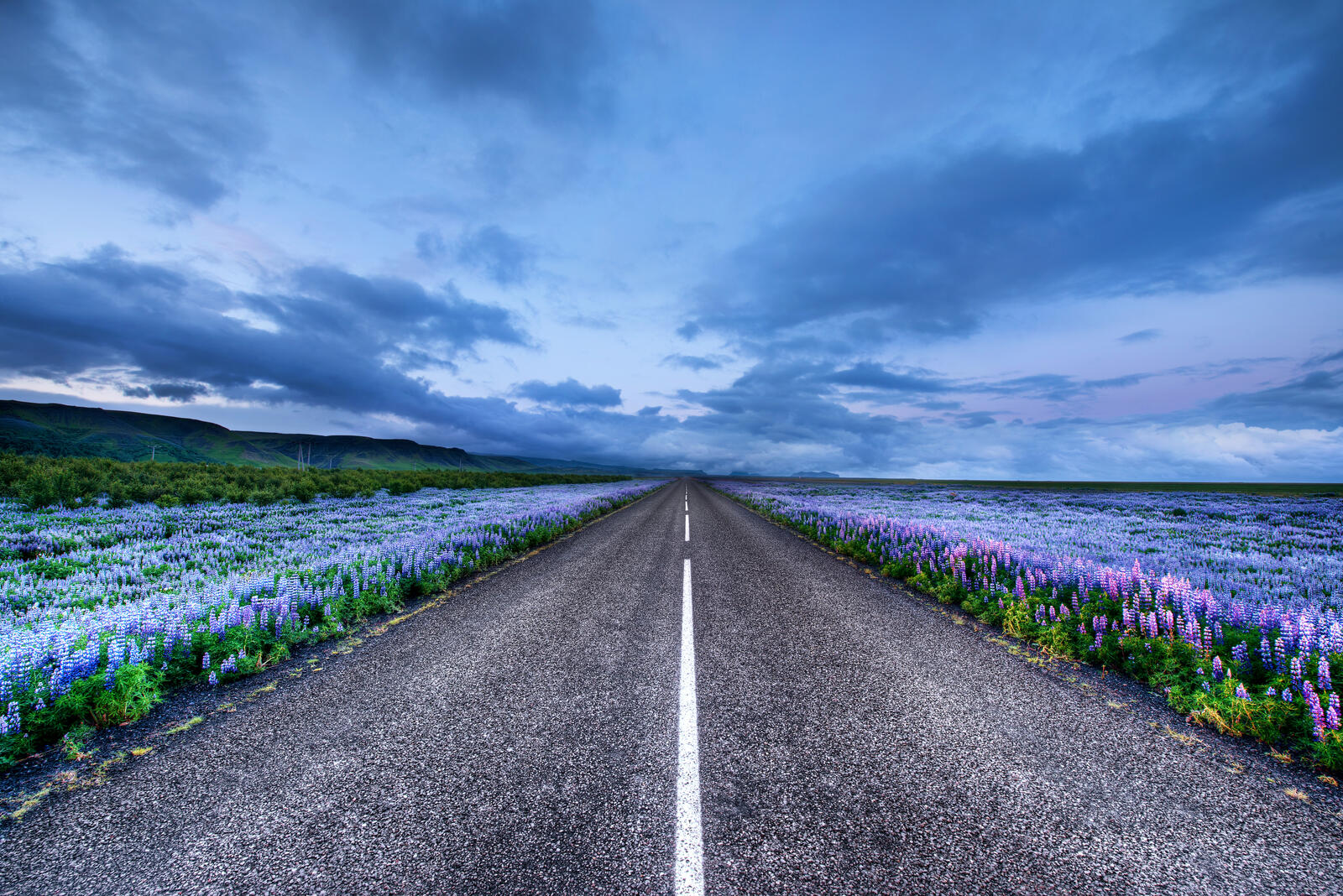 Обои Исландия люпиновое поле дорога на рабочий стол