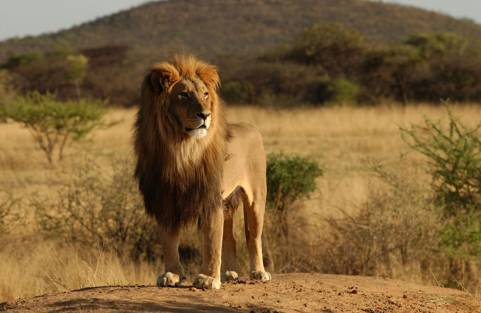 免费照片一头狮子检查它的领域
