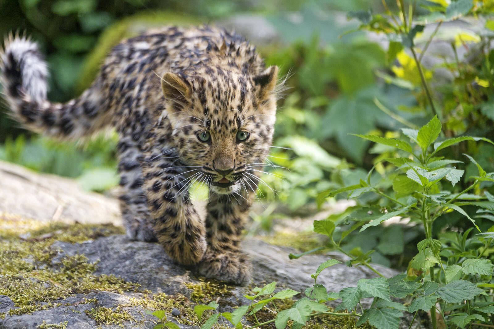 Wallpapers animal young leopard big cat on the desktop