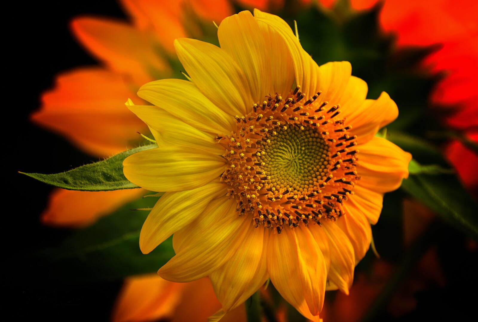 Wallpapers sunflower bloom flower on the desktop