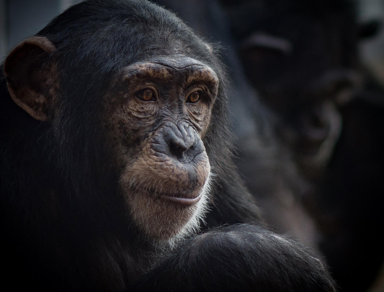 Обои Шимпанзе обезьяна род из семейства гоминид на рабочий стол