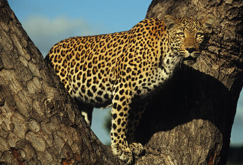 Подросток леопарда