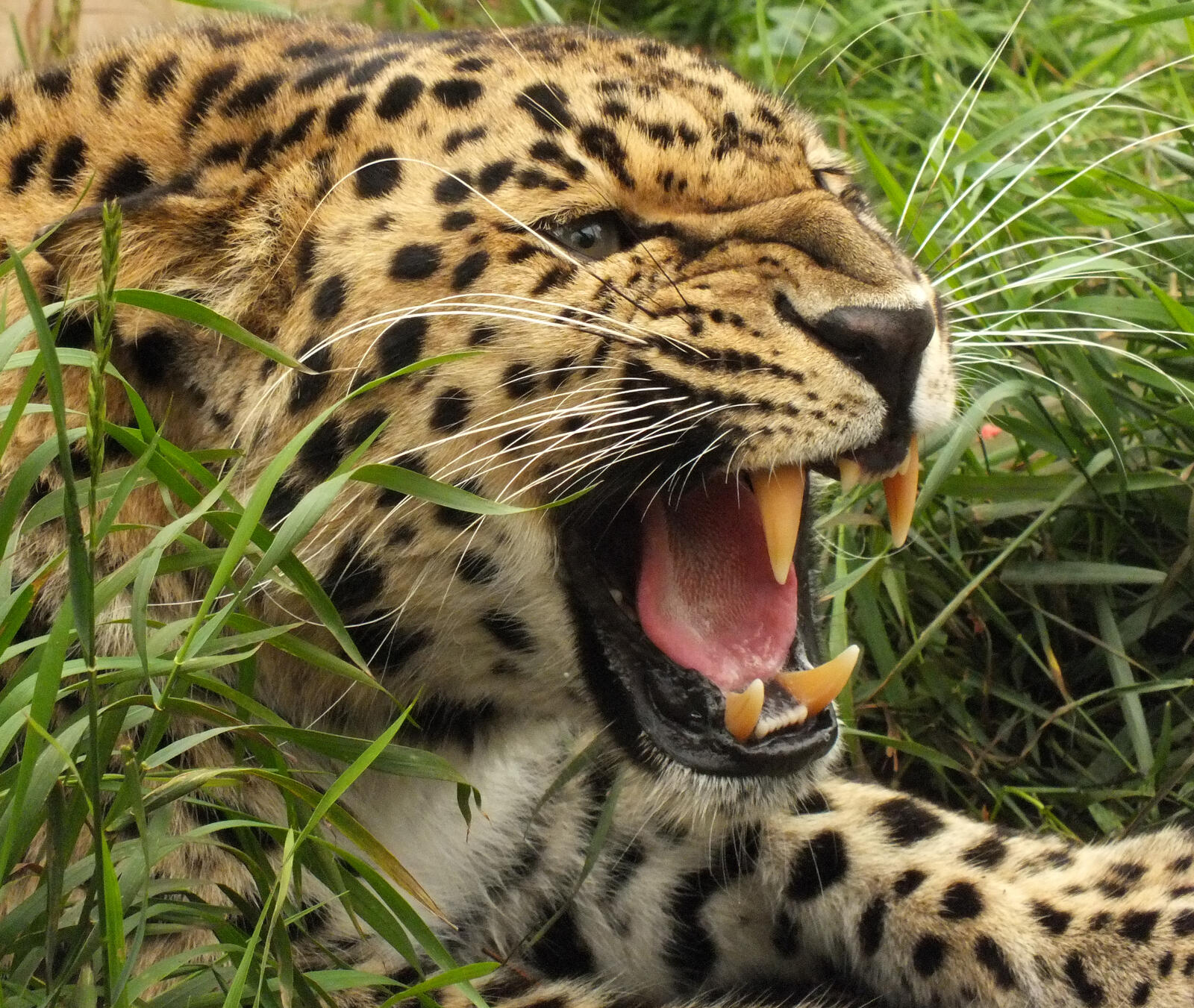 Бесплатное фото Оскал леопарда