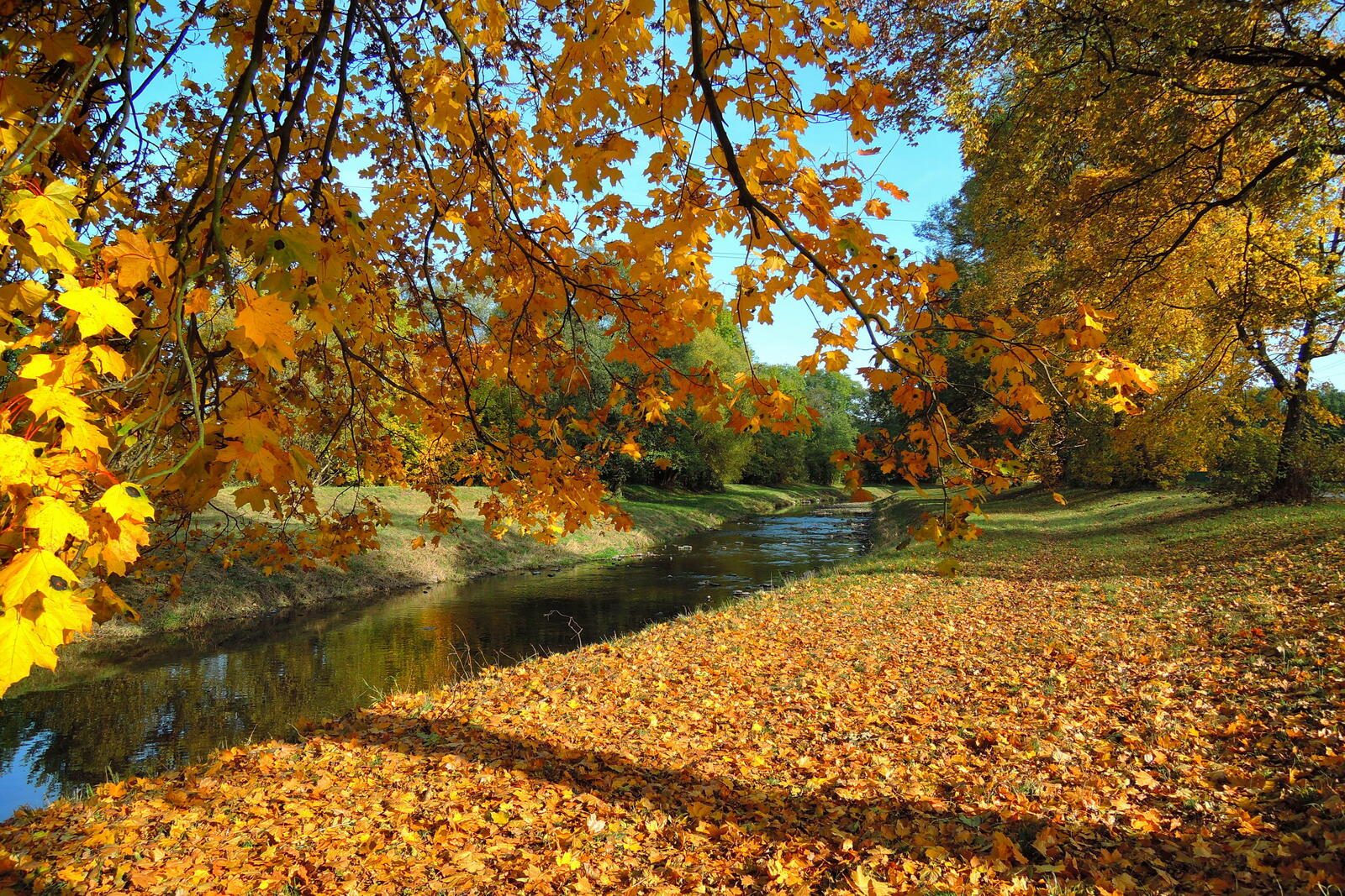 Обои река сухие листья осень на рабочий стол