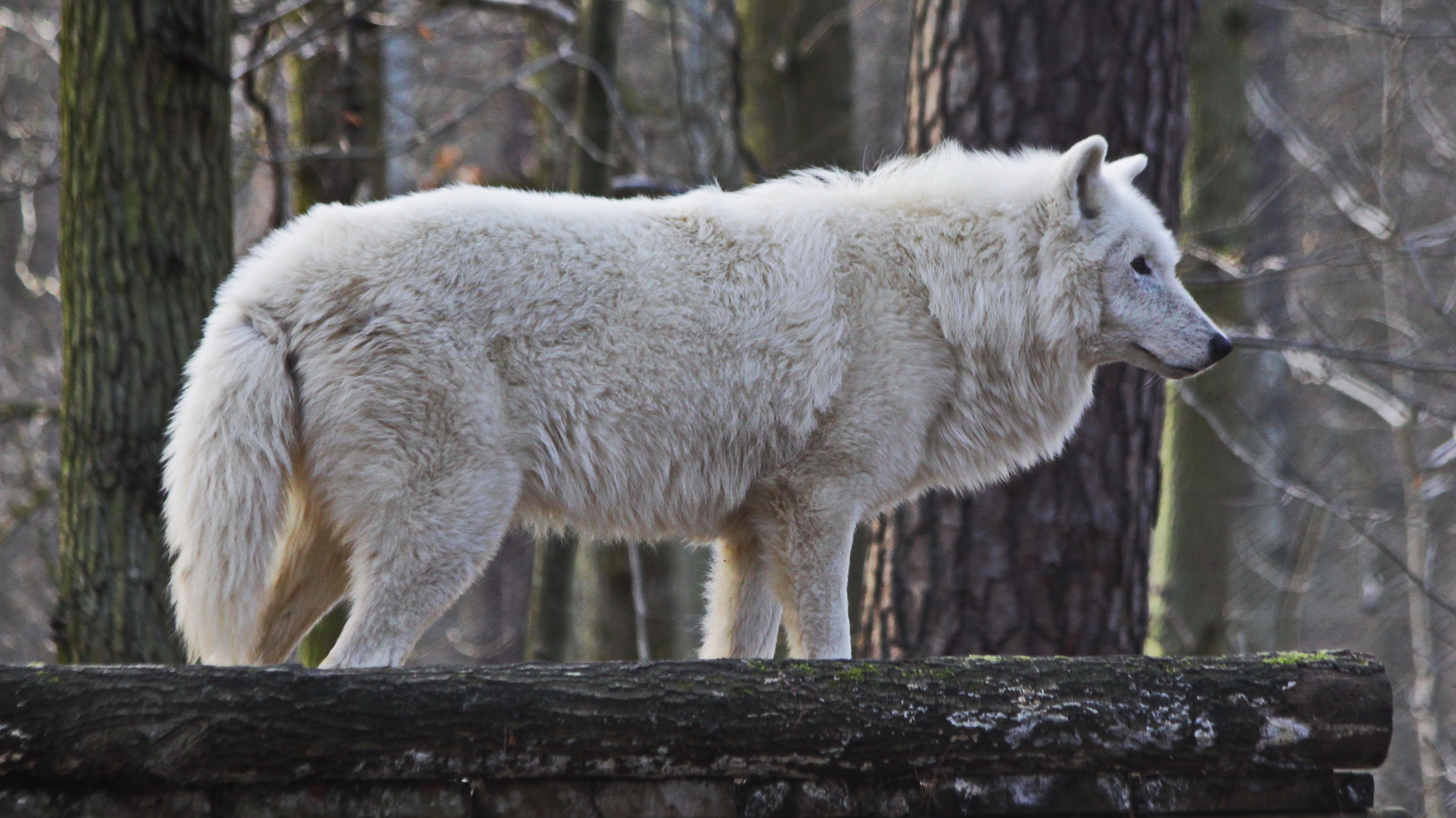 Обои белый волк величественный мех на рабочий стол