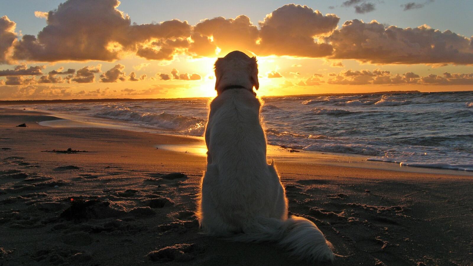 Wallpapers dog beach sunset on the desktop