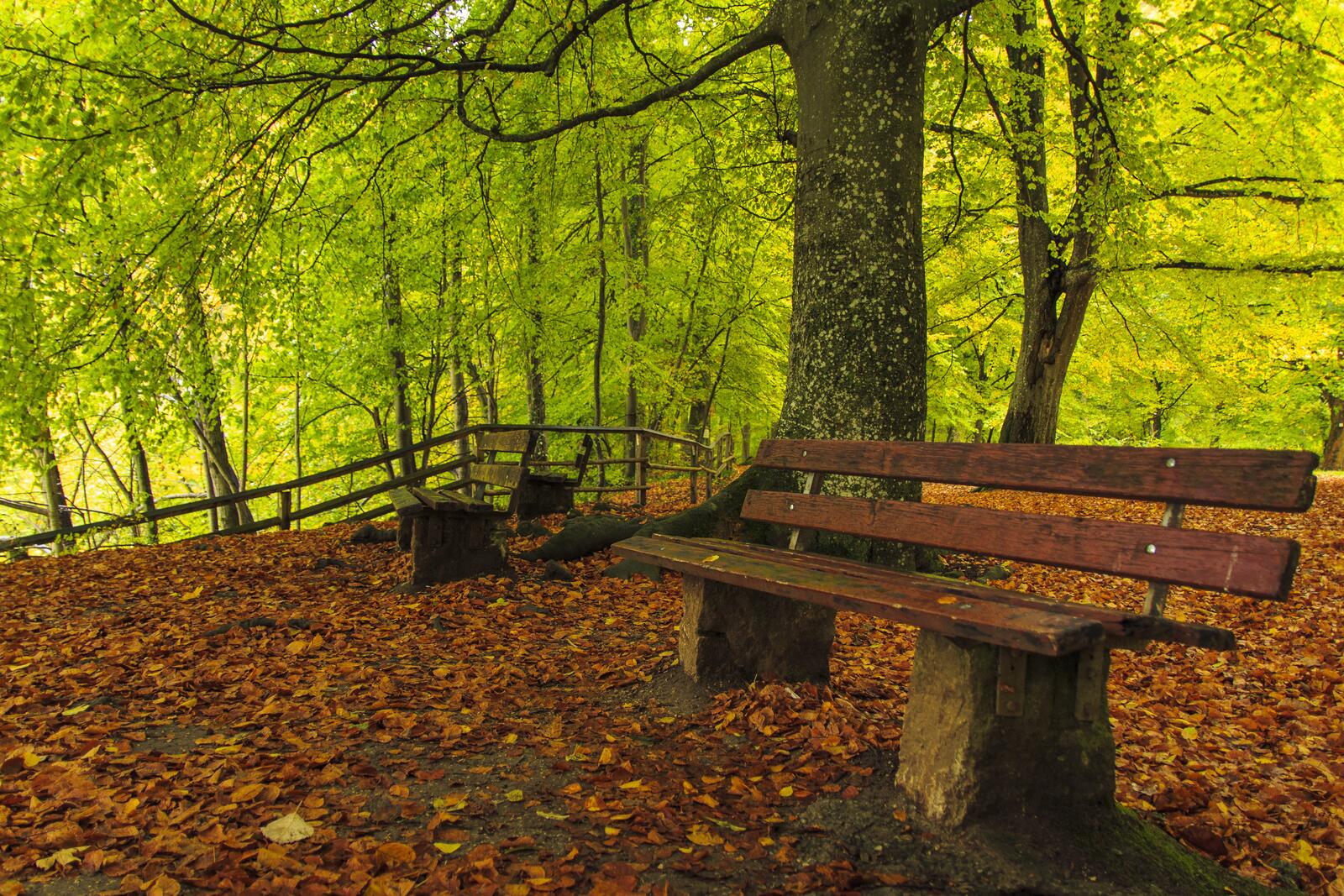 Обои Парк осенние листья природа на рабочий стол