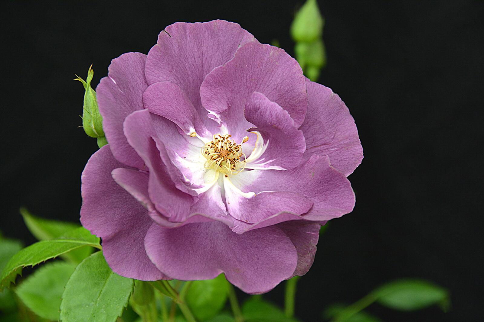 桌面上的壁纸玫瑰 粉红的花 紫色玫瑰
