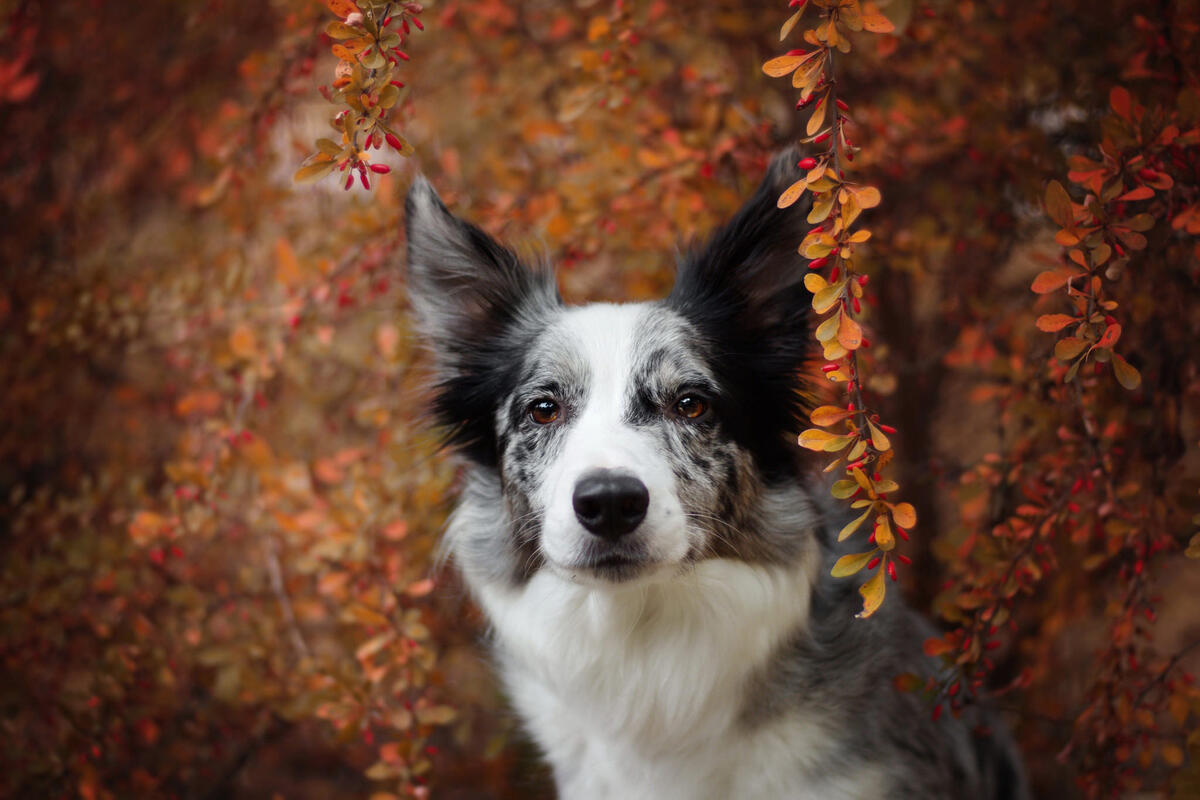 Border Collie on background barberry berries