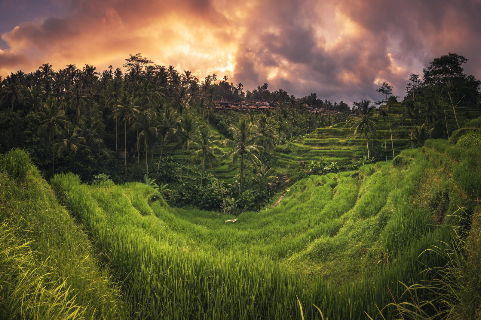 桌面上的壁纸巴厘岛 乌布Tegalalang水稻梯田 印度尼西亚