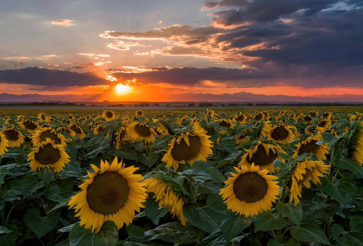 Sunrise and field of sunflowers