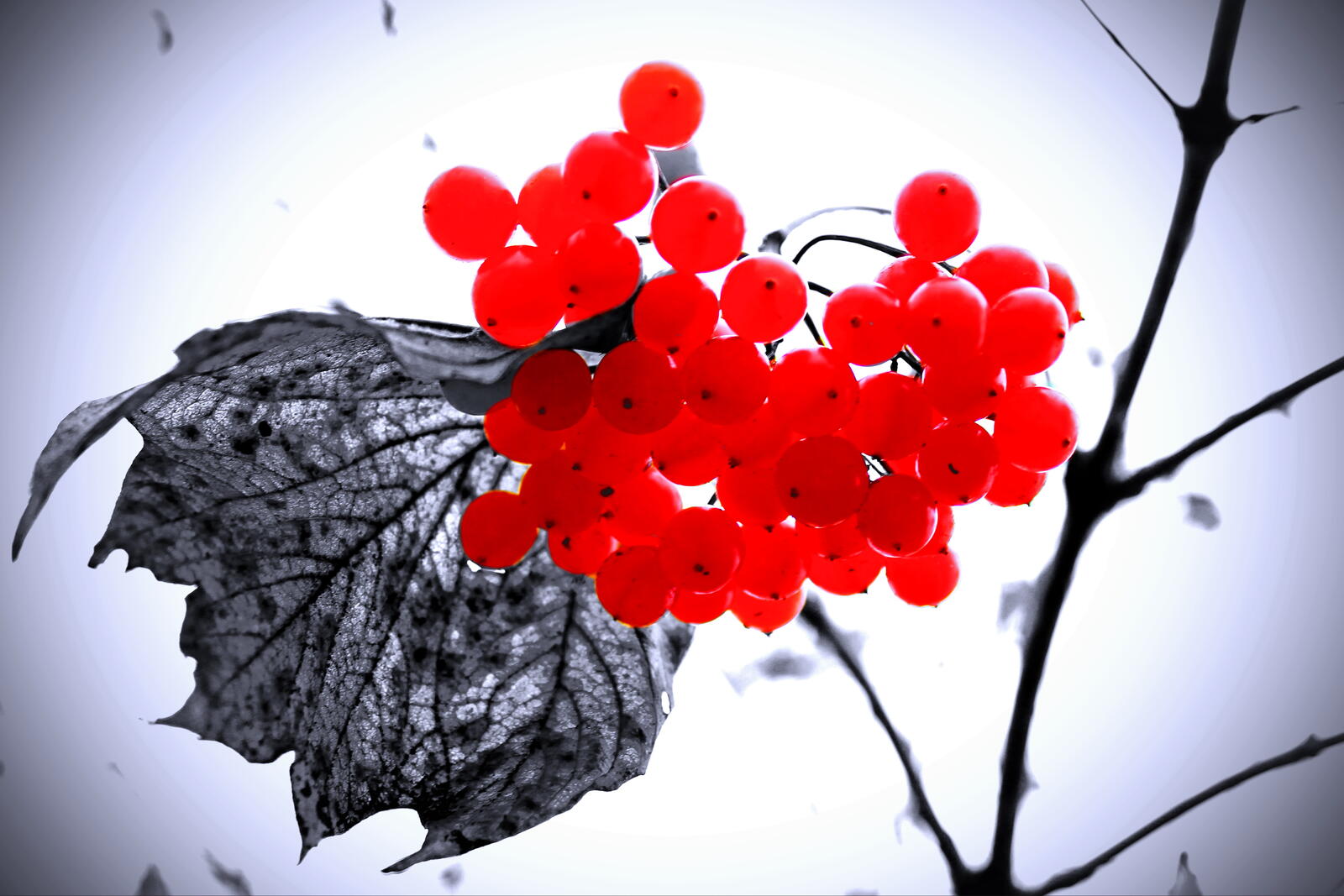 Wallpapers nature forest berries on the desktop