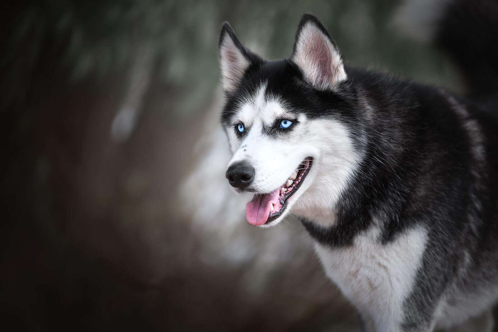 免费照片西伯利亚雪橇犬的肖像