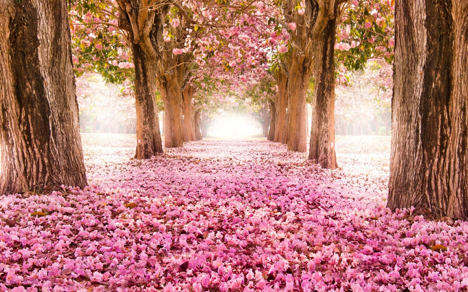 Wallpapers alley the flowering pink flowers on the desktop