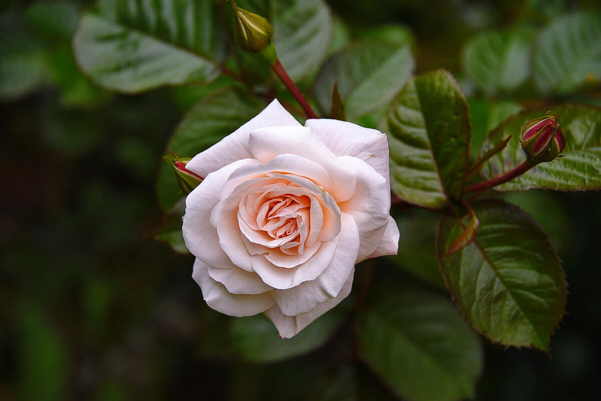 Белая роза по центру