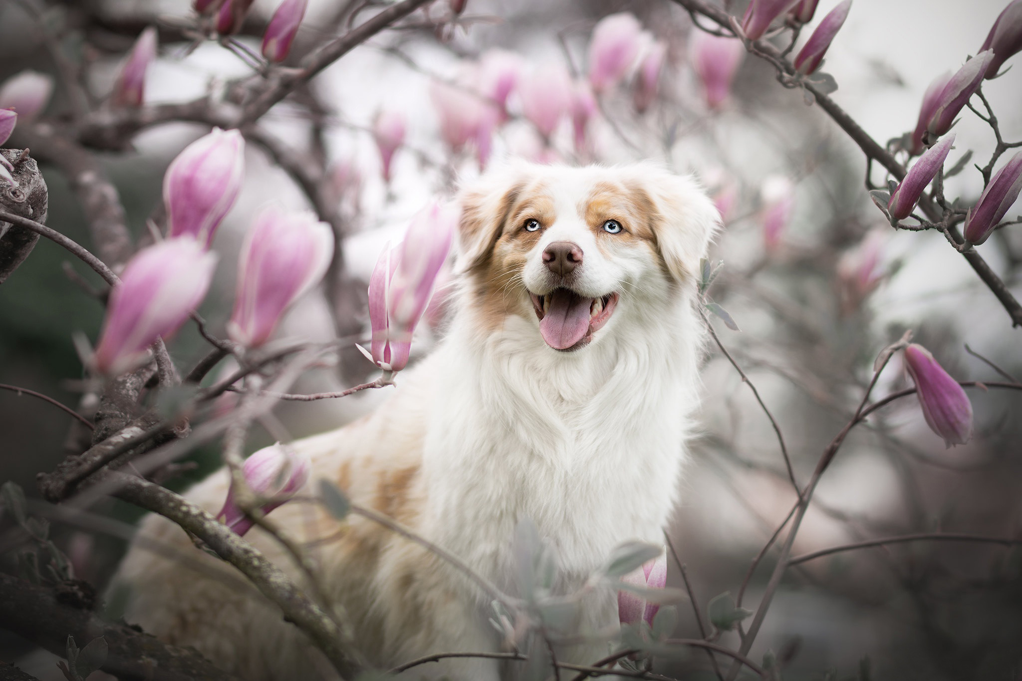 Dog and blooming magnolia