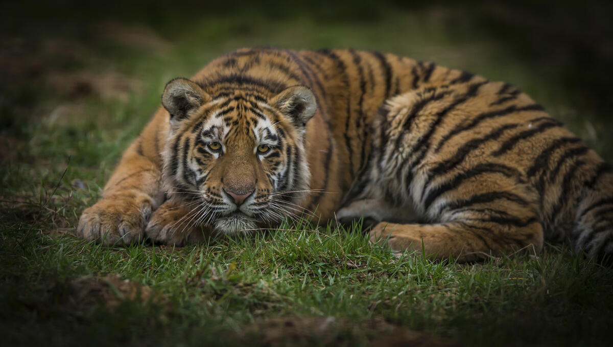Picture of the Amur tiger, animal on the desktop