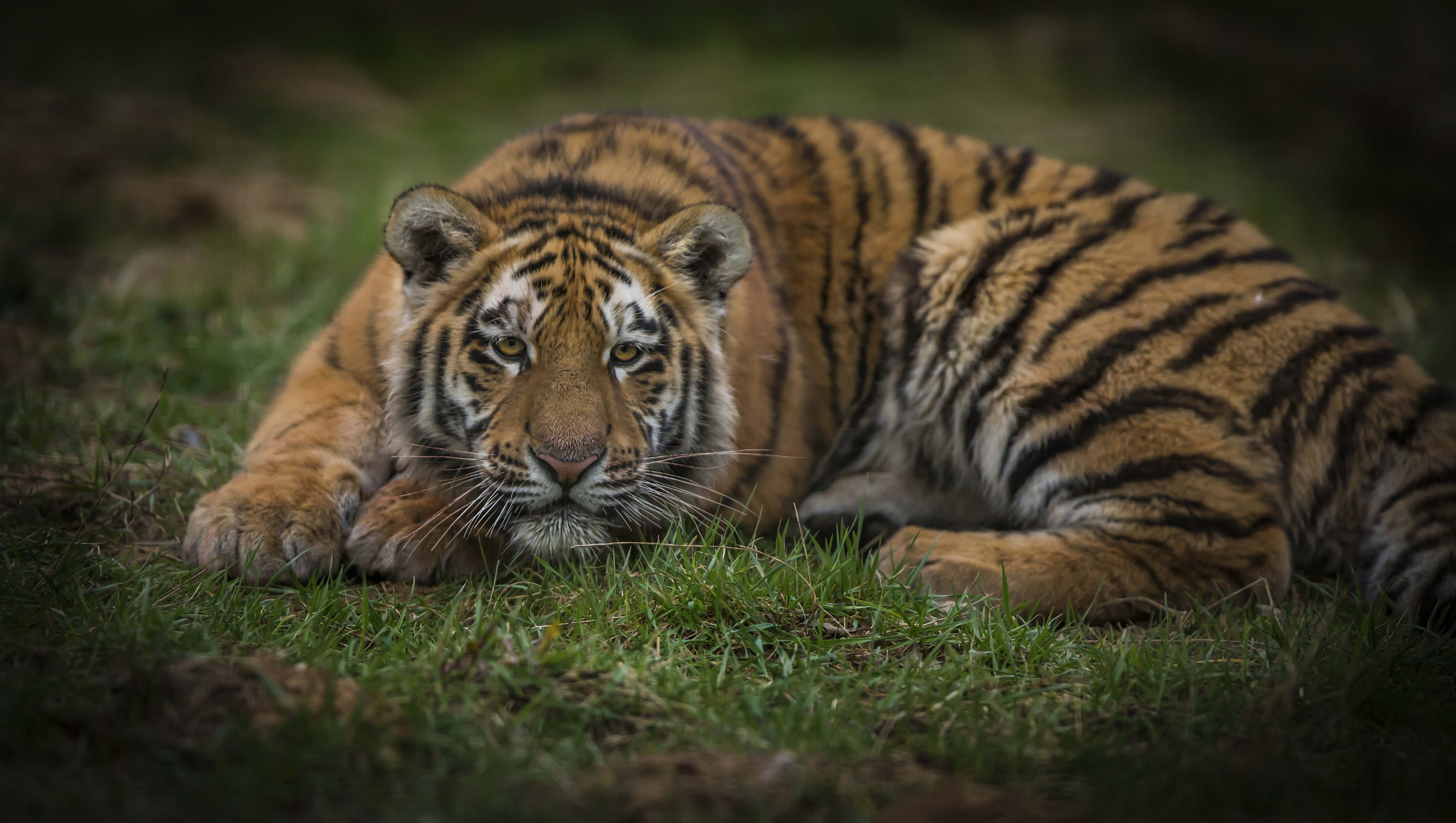 Free photo Picture of the Amur tiger, animal on the desktop