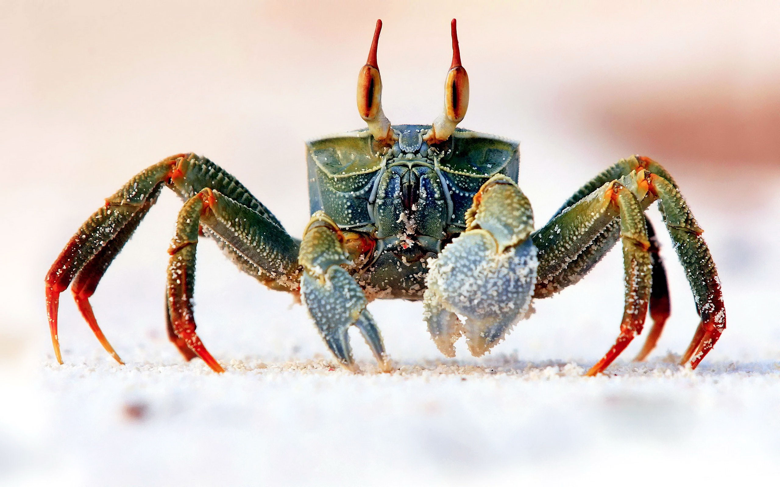 Wallpapers animal Bing crab on the desktop