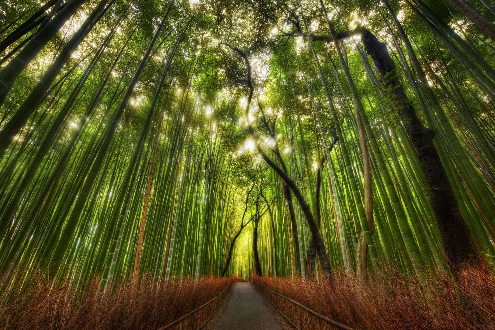 Wallpapers bamboo forest landscape on the desktop