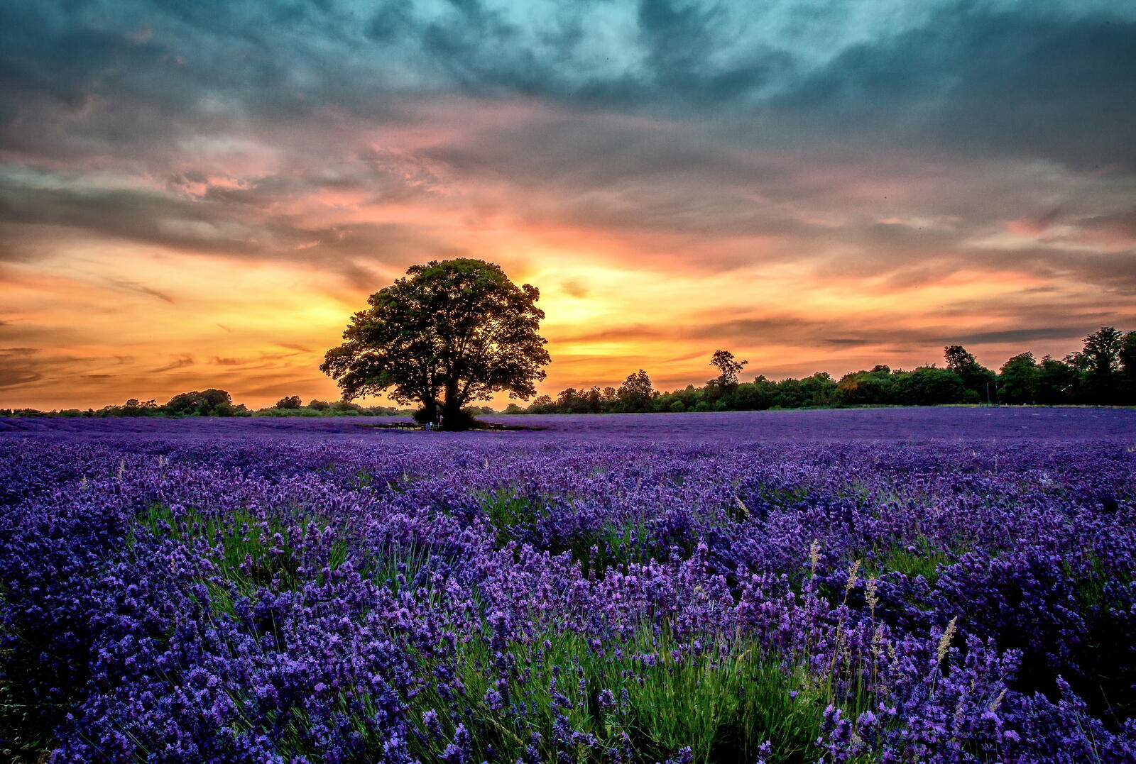 Free photo Lavender fields