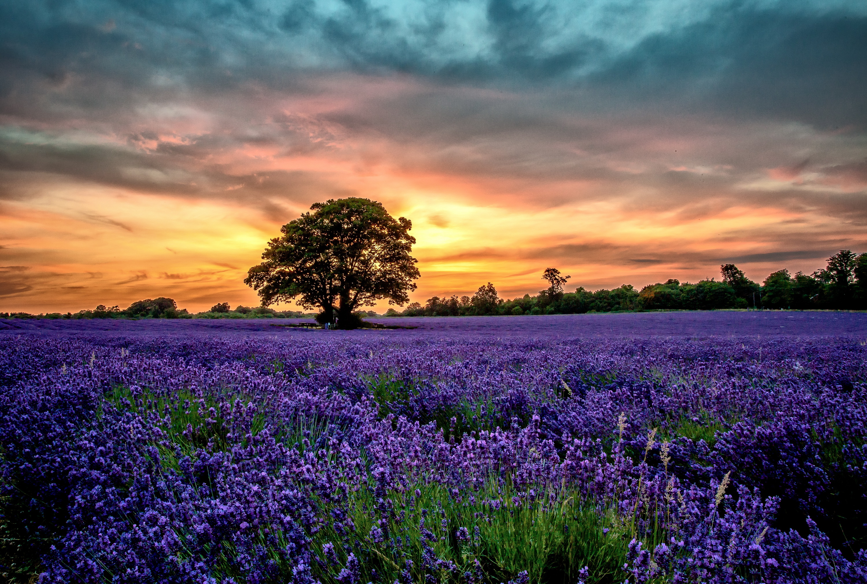 Lavender fields · free photo