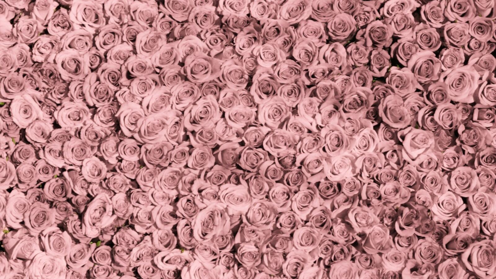 Обои роза розовый много на рабочий стол