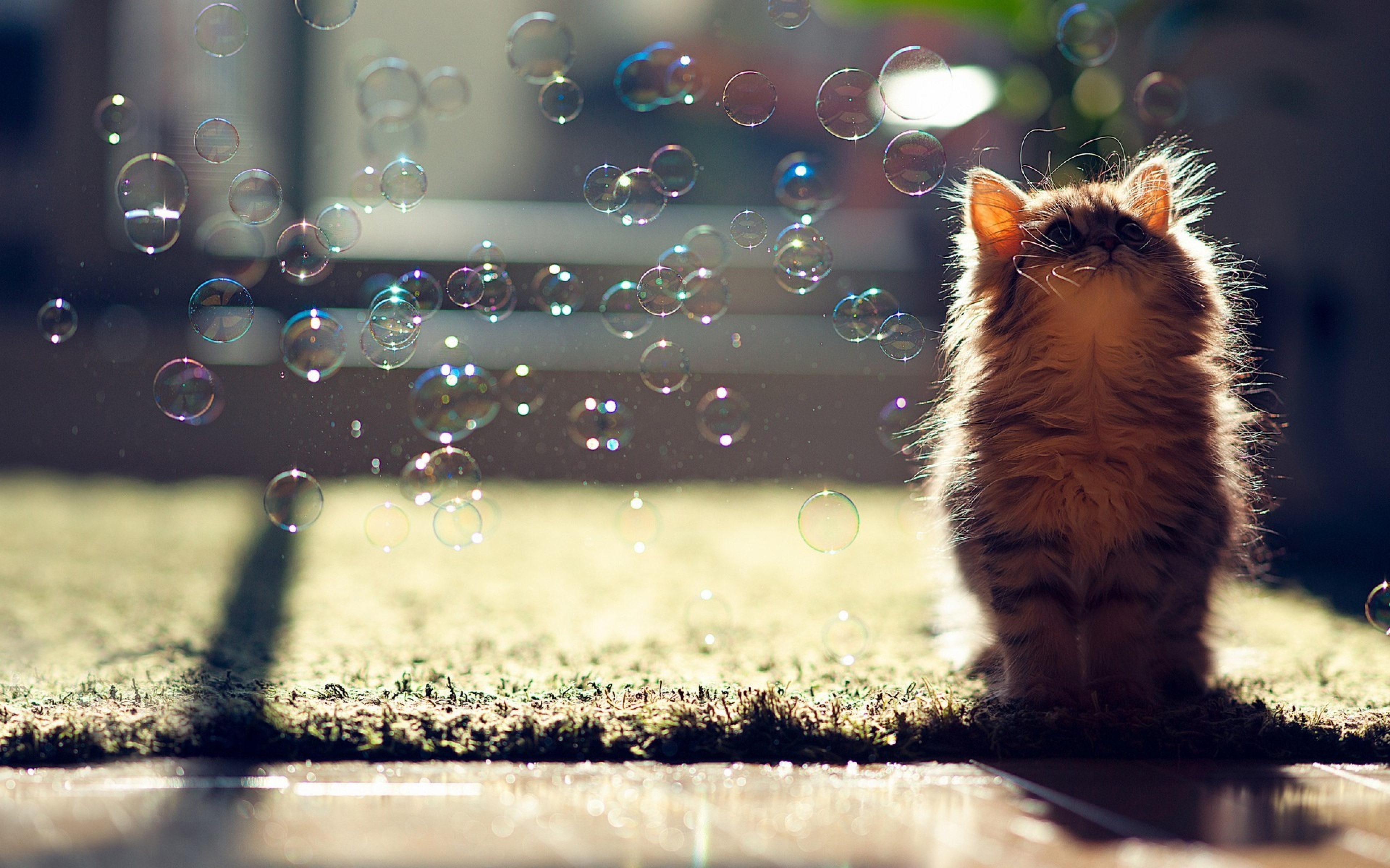 Wallpapers animals bubbles cats on the desktop