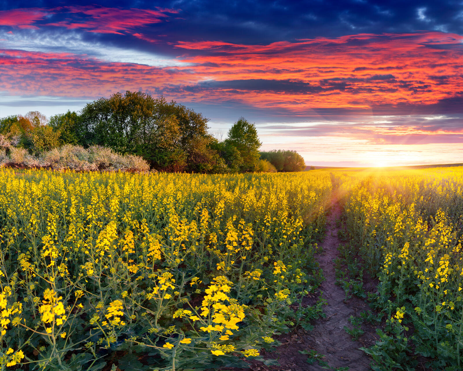 Free photo Rapeseed field at sunset